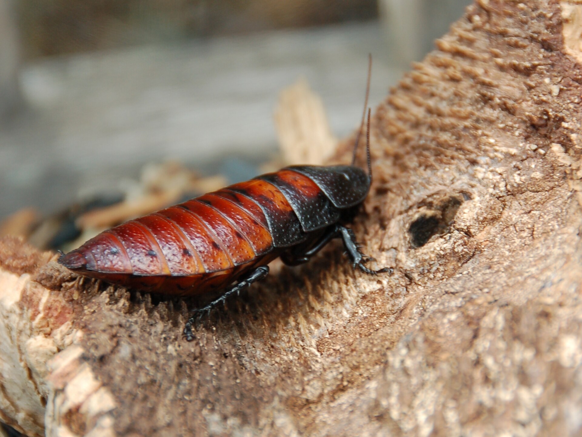 Madagascar Hissing Cockroach (Gromphadorhina portentosa)