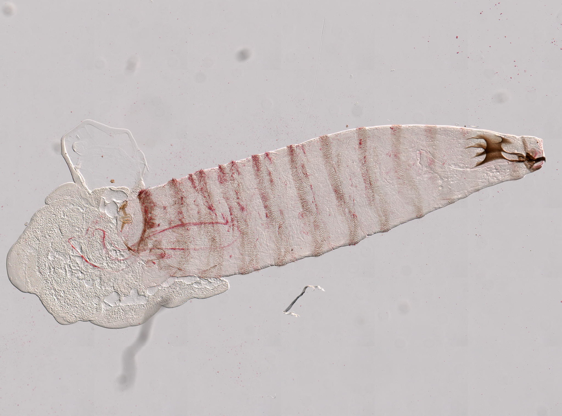 Fly Maggots (Musca domestica (larvae))