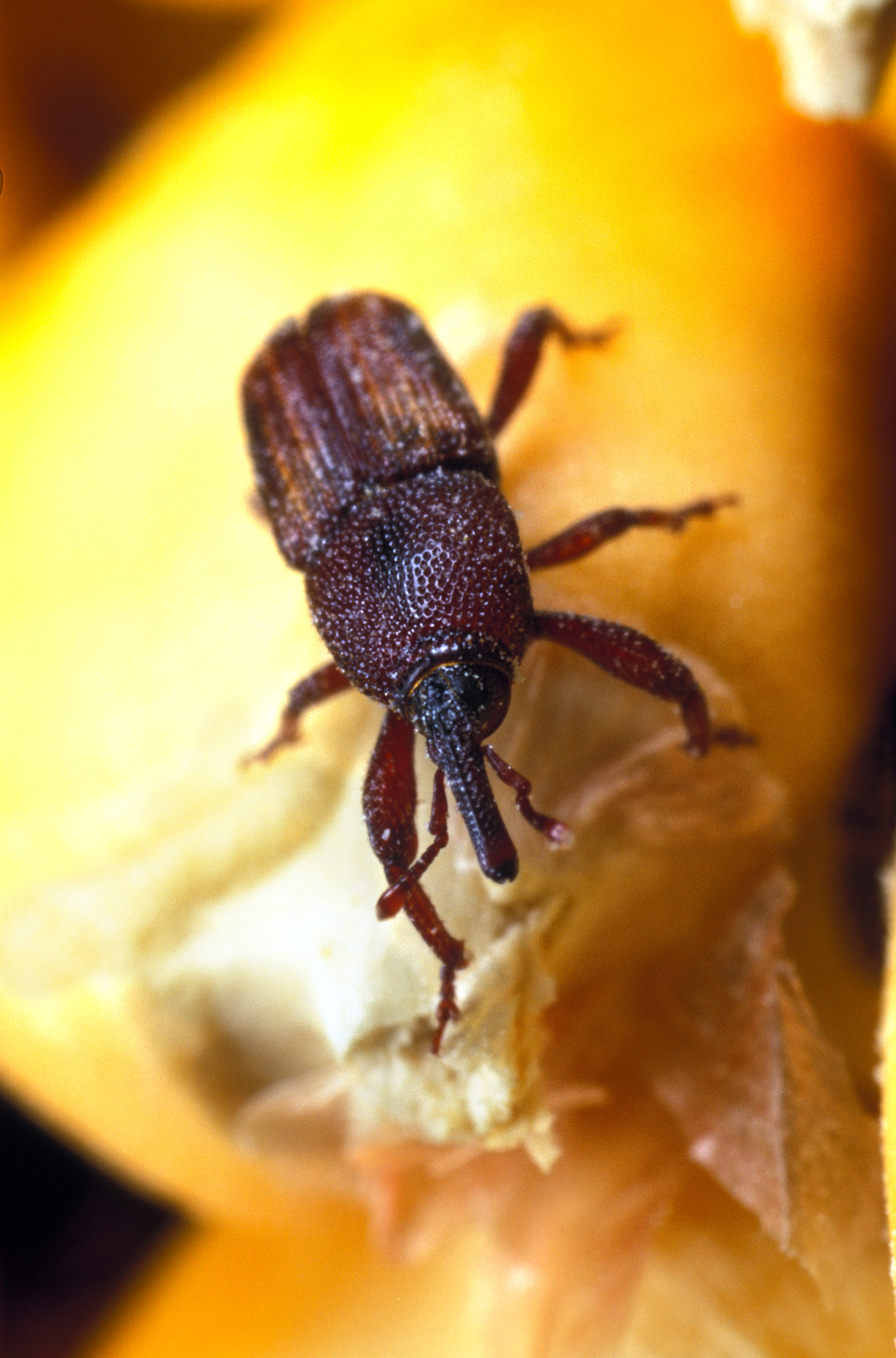 Maize Weevil (Sitophilus zeamais)