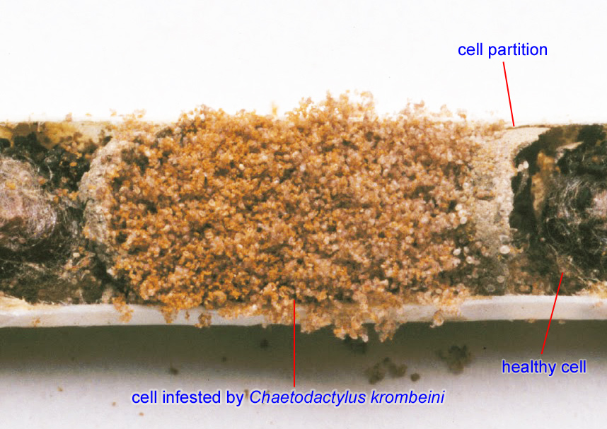 Mason Bee (Osmia lignaria)