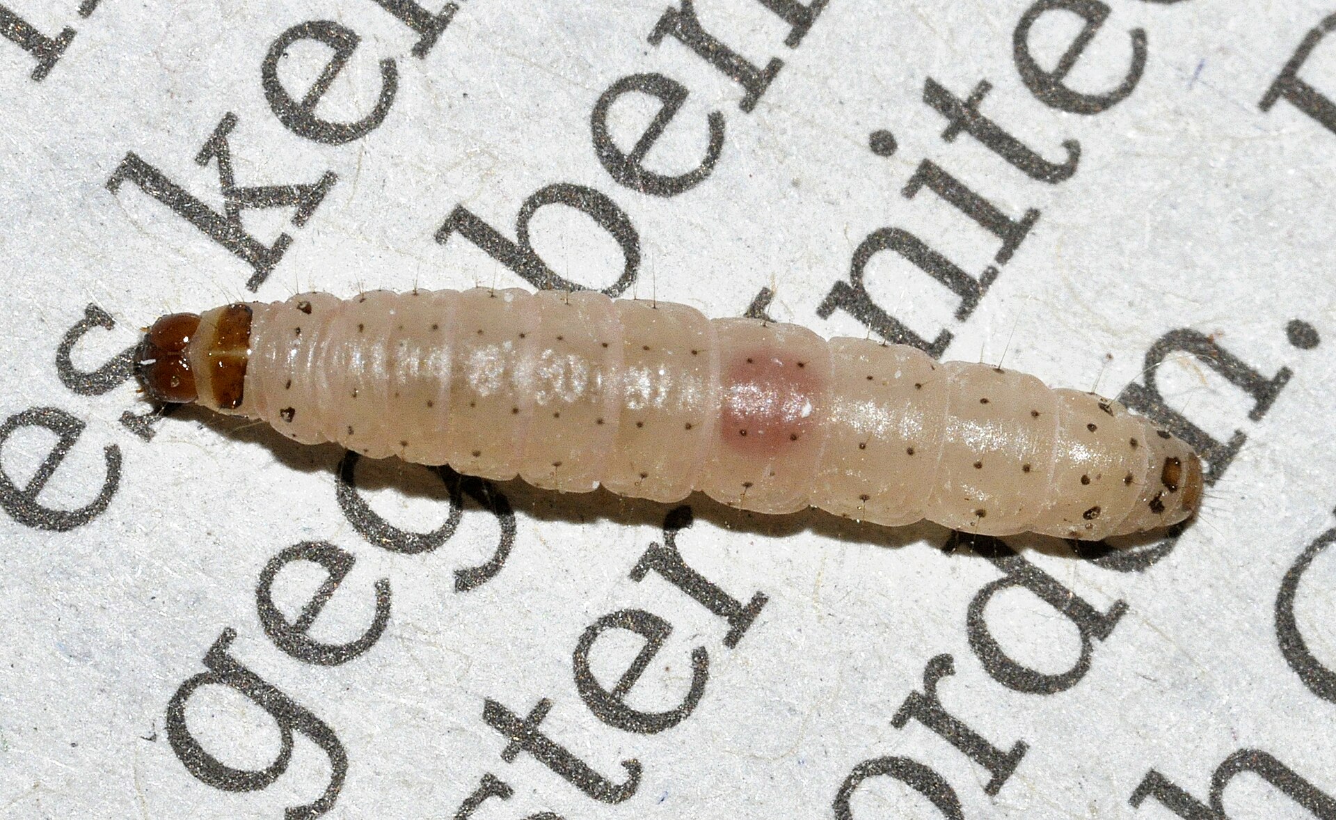 Mediterranean Flour Moth (Ephestia kuehniella)