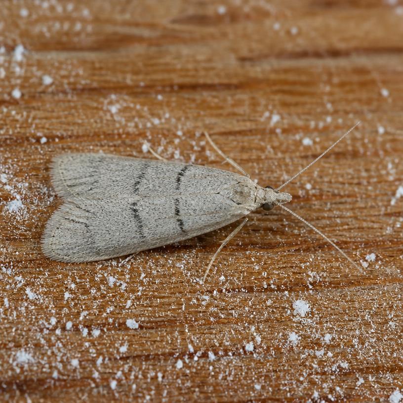 Mediterranean Flour Moth (Ephestia kuehniella)