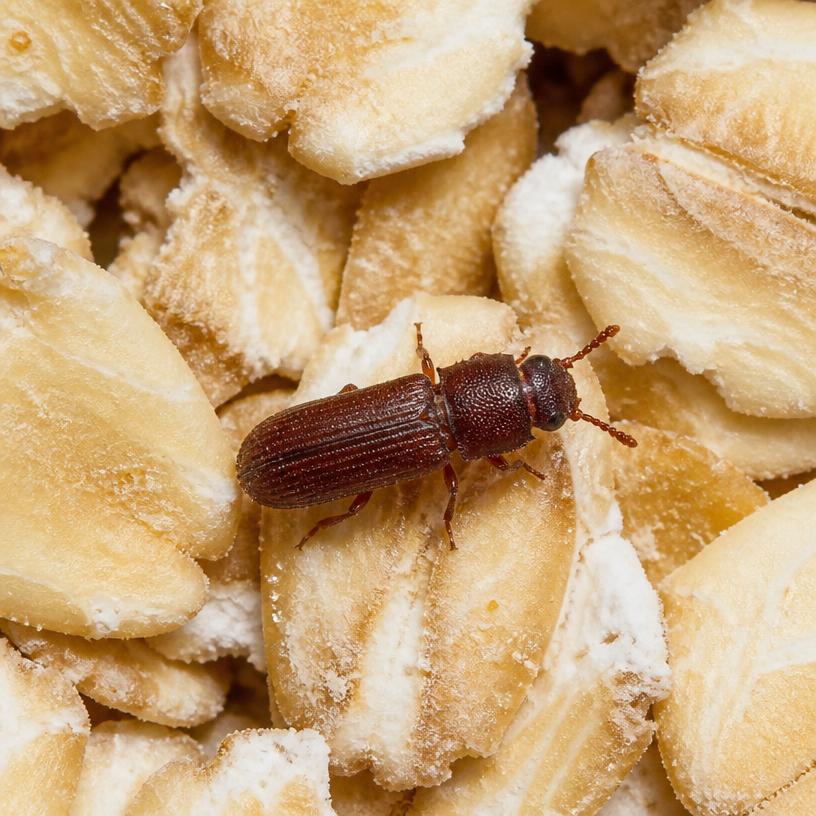 Merchant Grain Beetle (Oryzaephilus mercator)