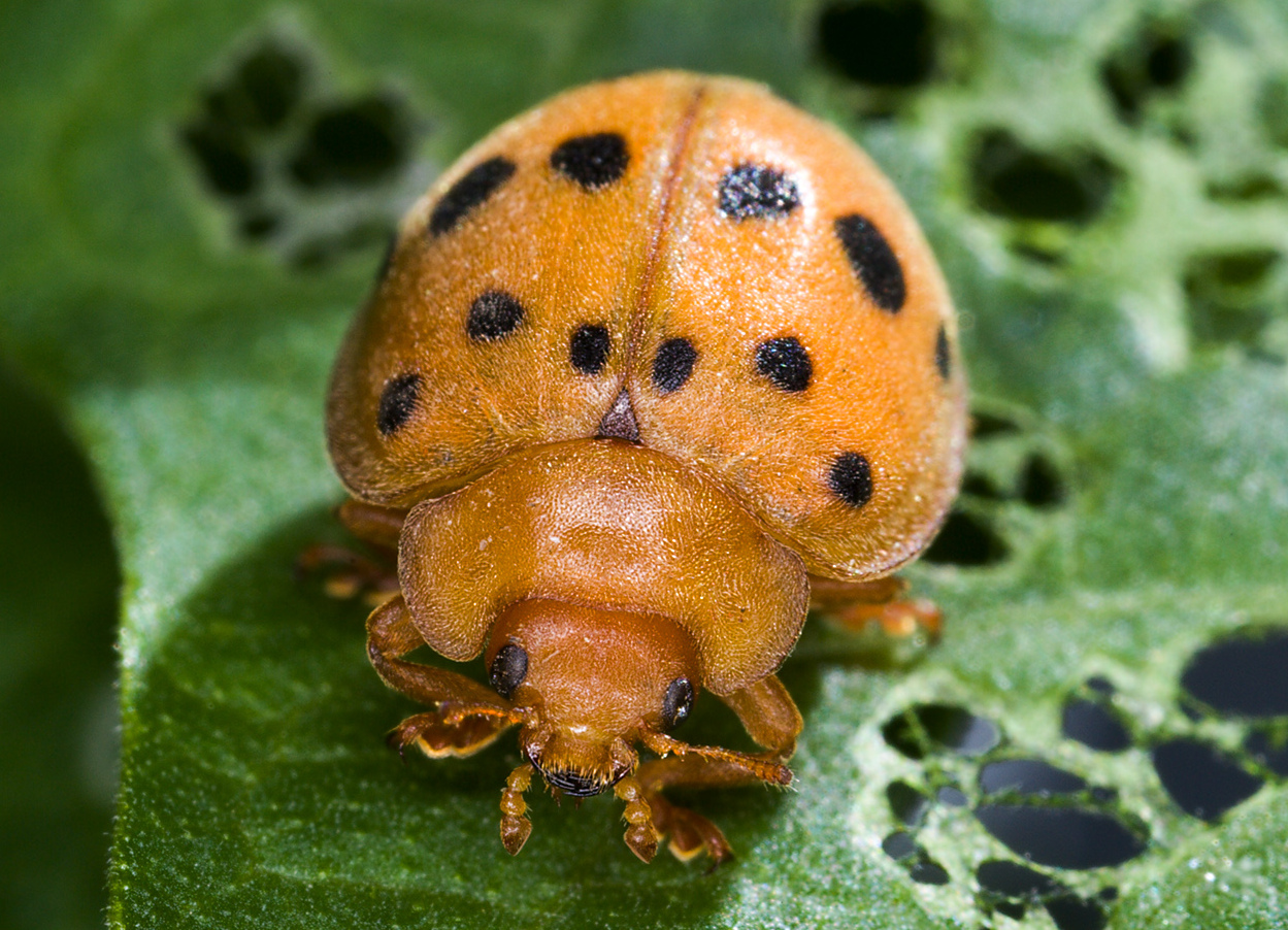 Mexican Bean Beetle (Epilachna varivestis)