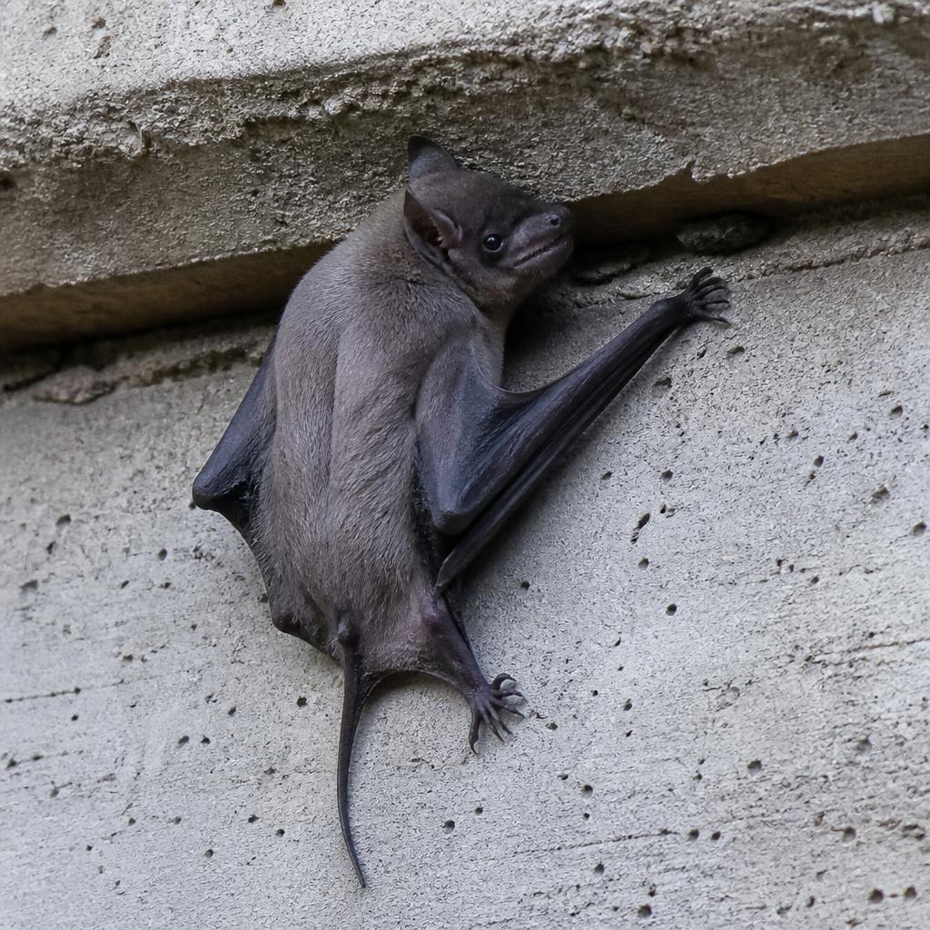 Mexican Free-tailed Bat (Tadarida brasiliensis)