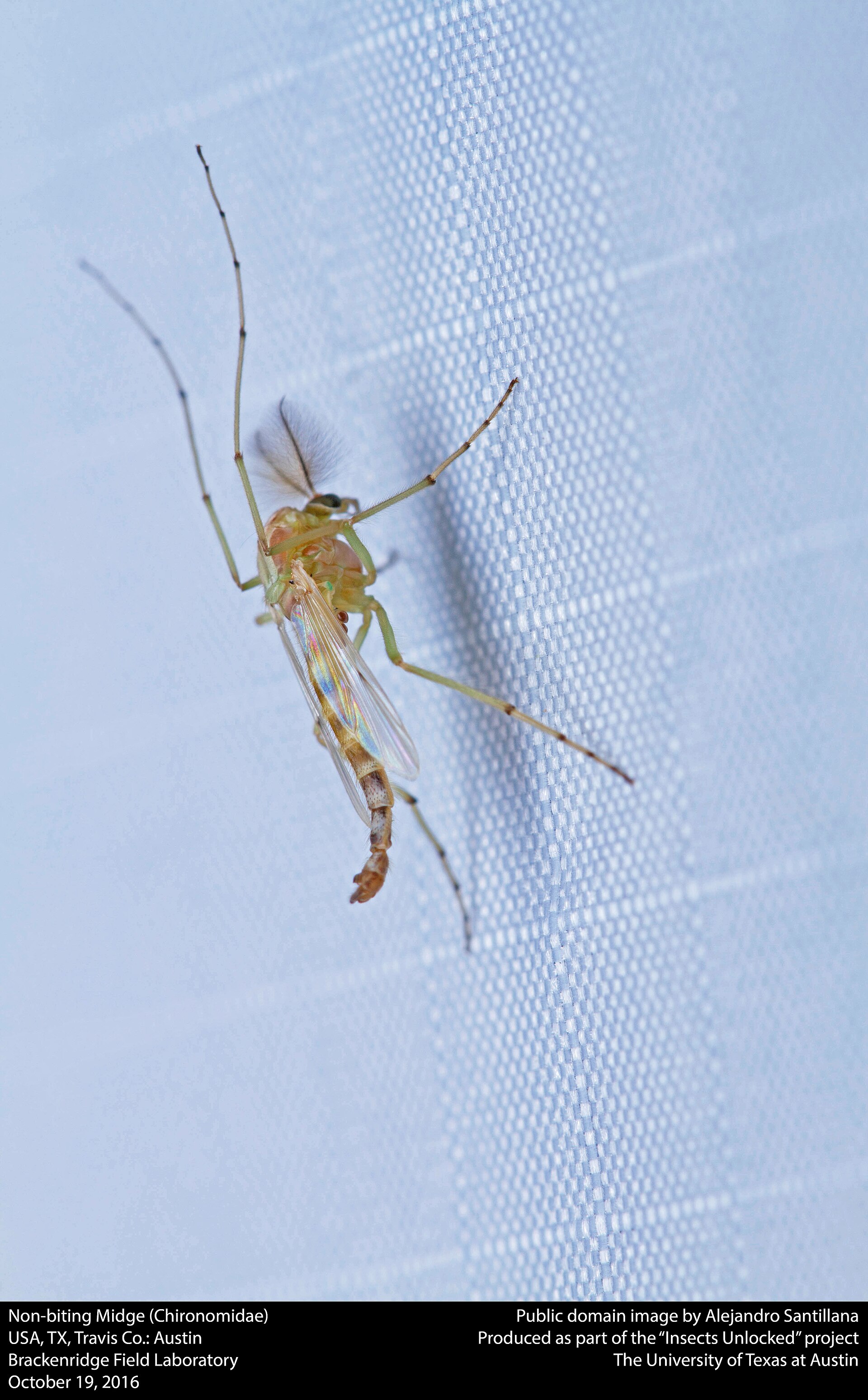 Non-biting Midge (Chironomidae)