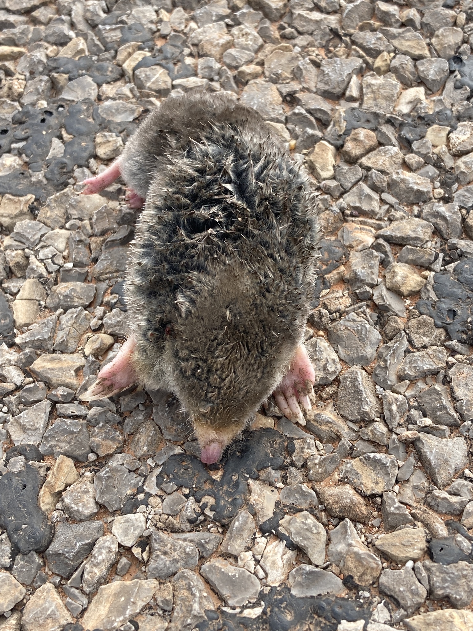 Eastern Mole (Scalopus aquaticus)