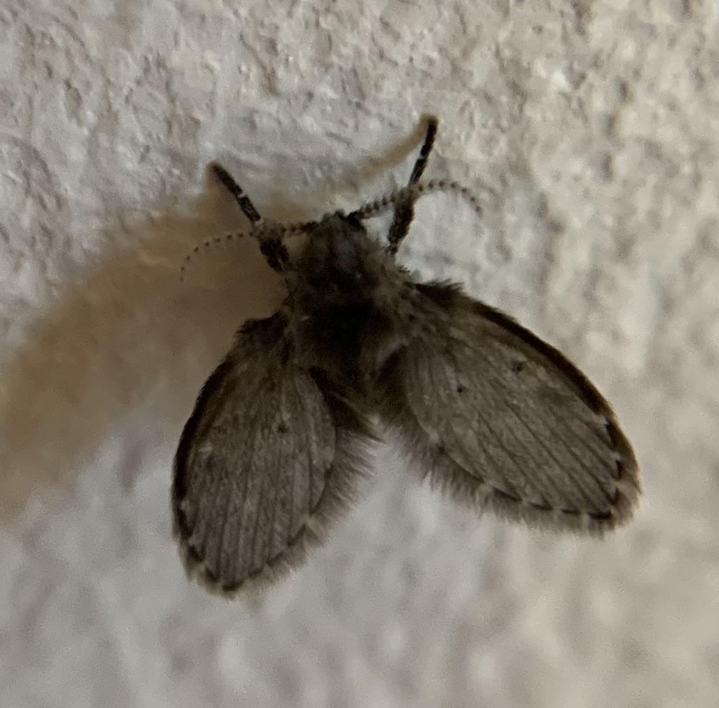 Moth Fly (Clogmia albipunctata)