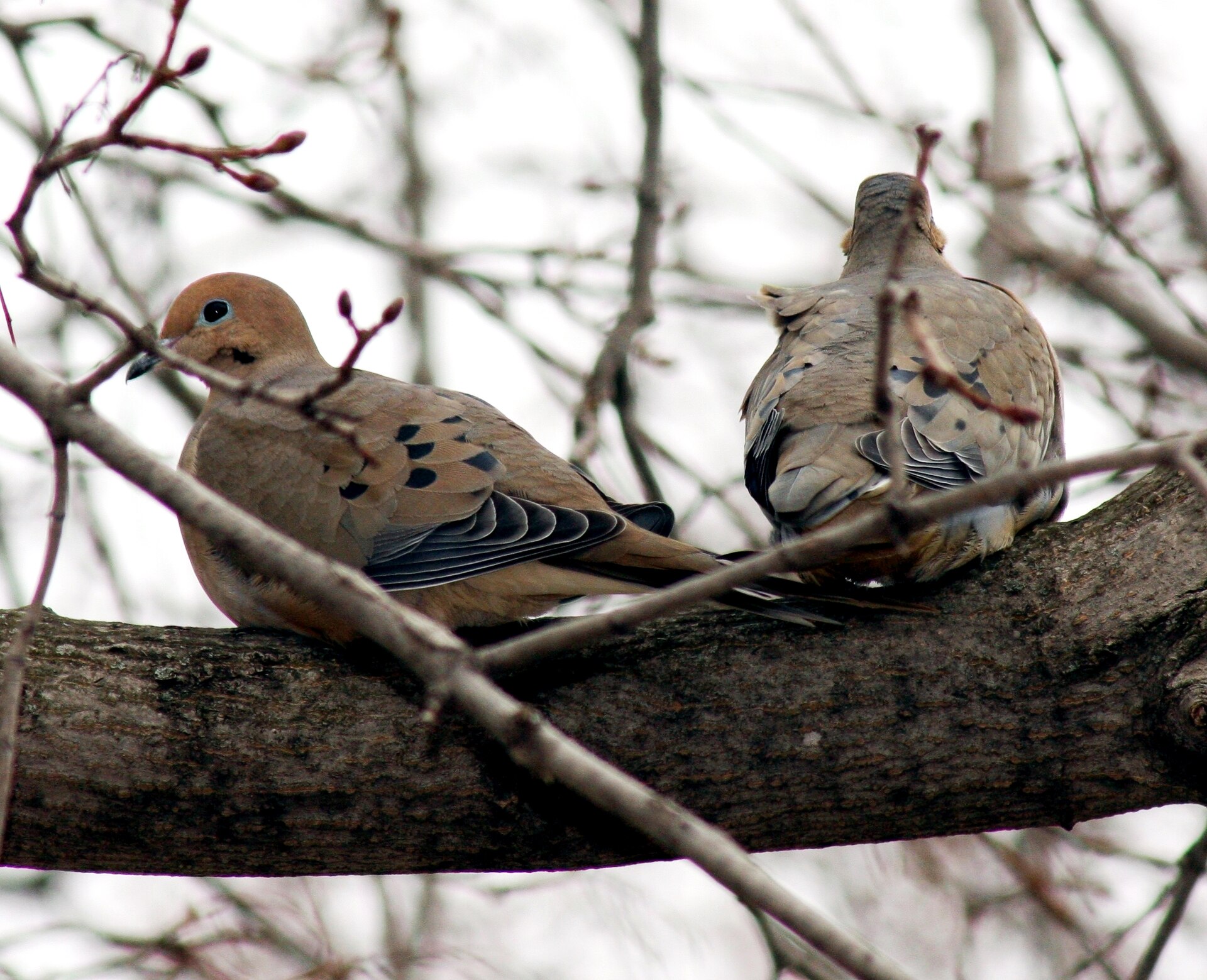Mourning Dove (Zenaida macroura)