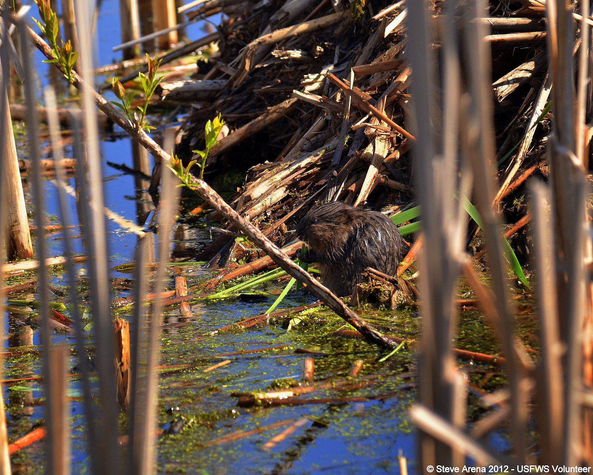Muskrat (Ondatra zibethicus)