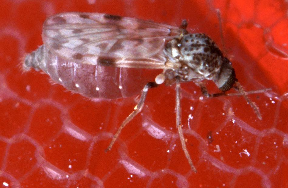 Biting Midge (No-See-Um) (Culicoides)