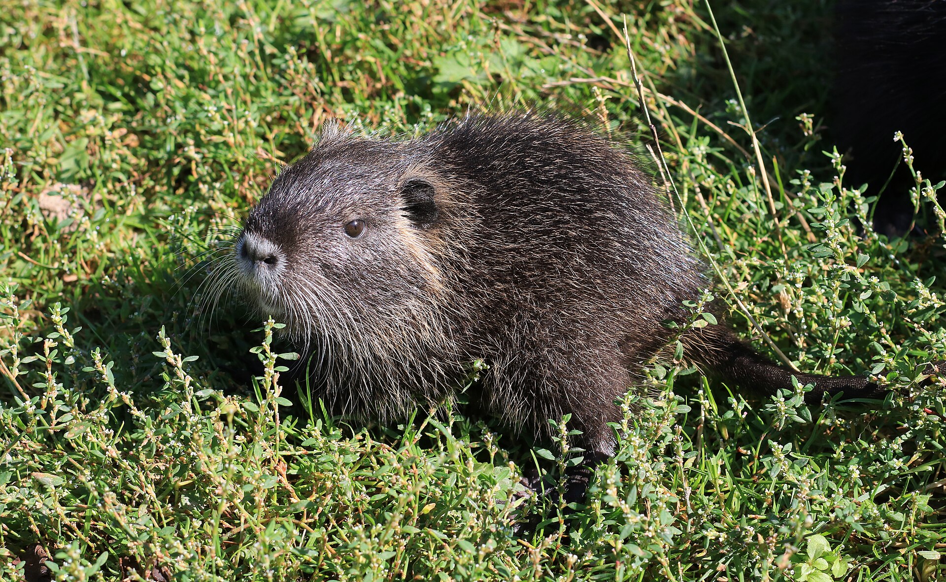Nutria (Myocastor coypus)