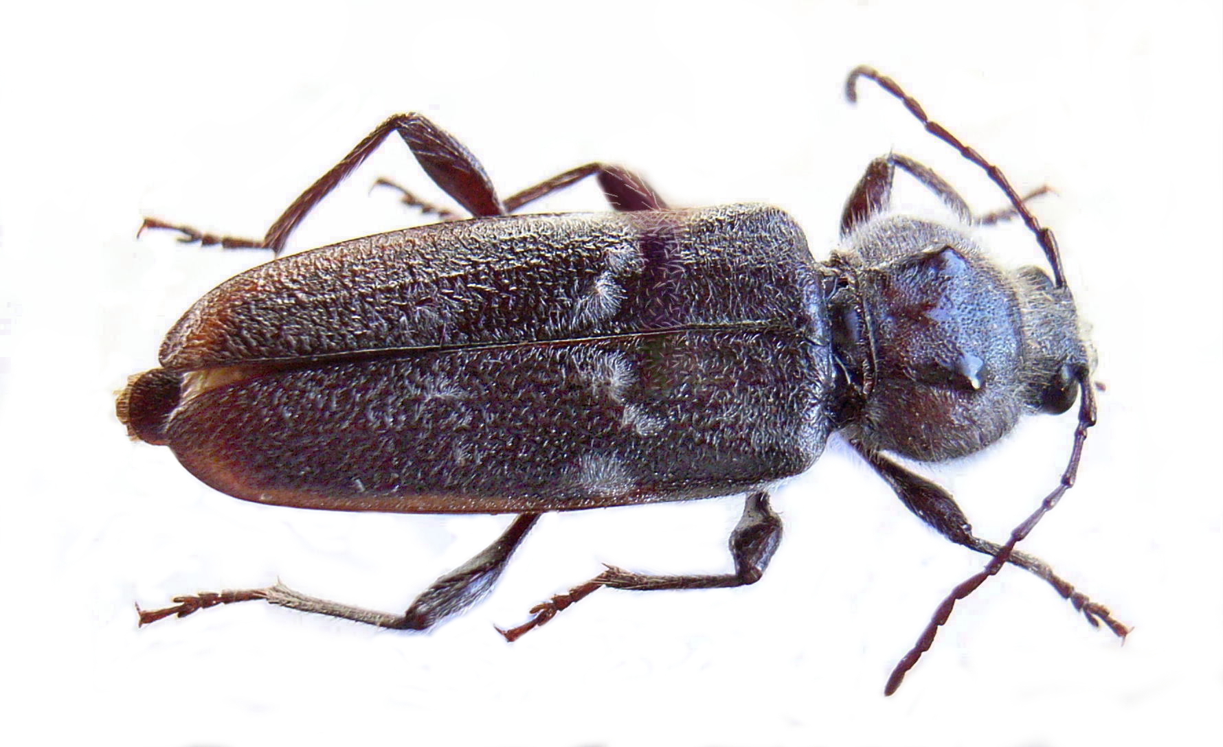 Old House Borer (Hylotrupes bajulus)