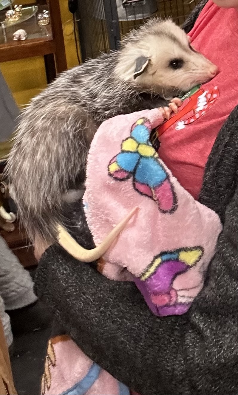 Virginia Opossum (Didelphis virginiana)
