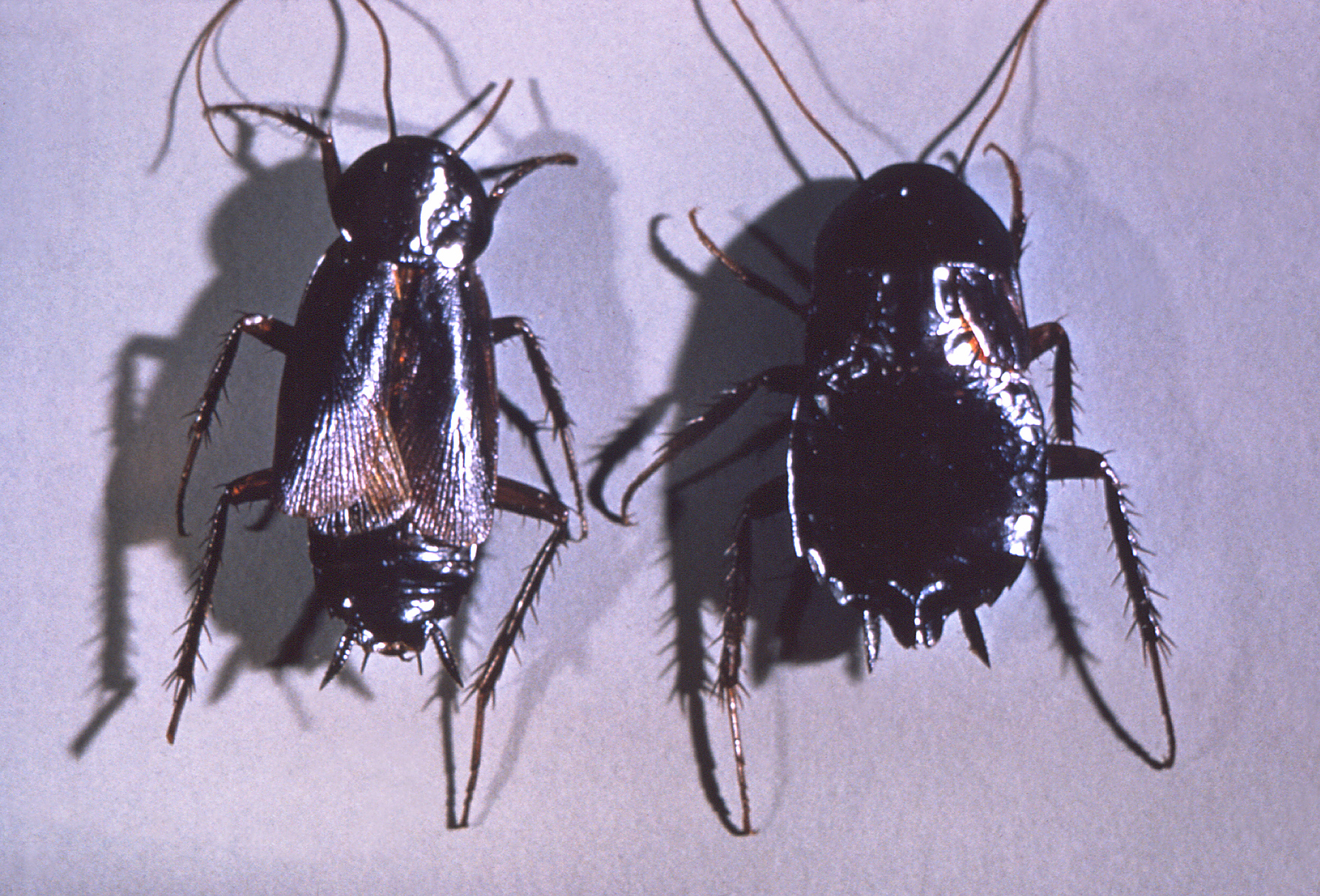Oriental Cockroach (Blatta orientalis)