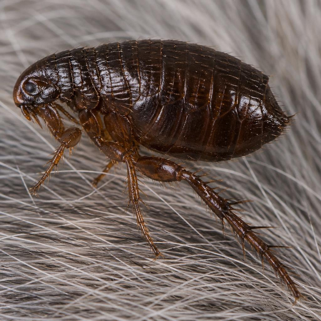 Oriental Rat Flea (Xenopsylla cheopis)