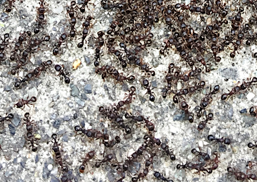 Pavement Ant (Tetramorium immigrans)