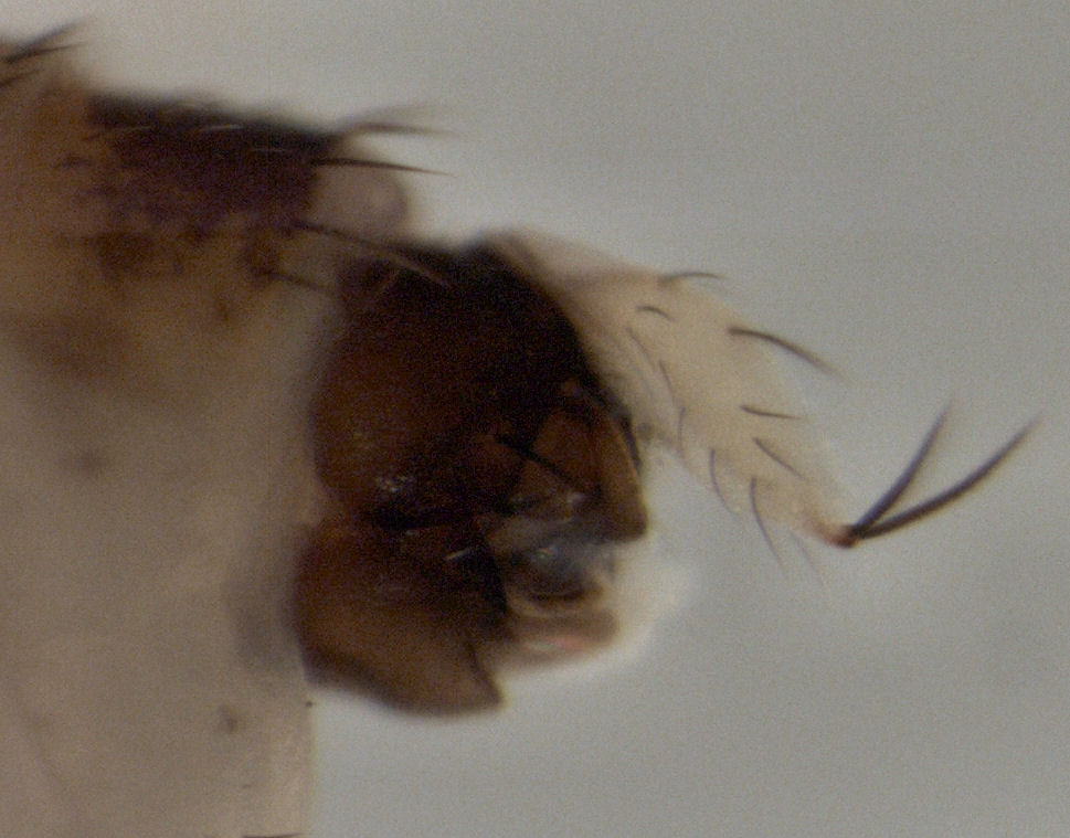Phorid Fly (Megaselia scalaris)