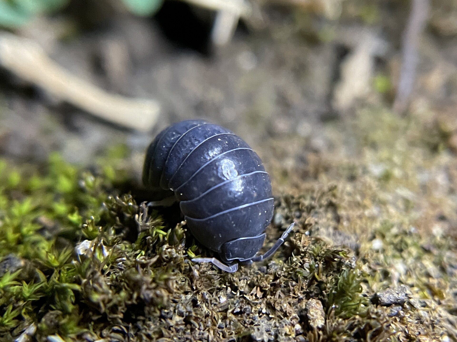 Pillbug (Armadillidium vulgare)