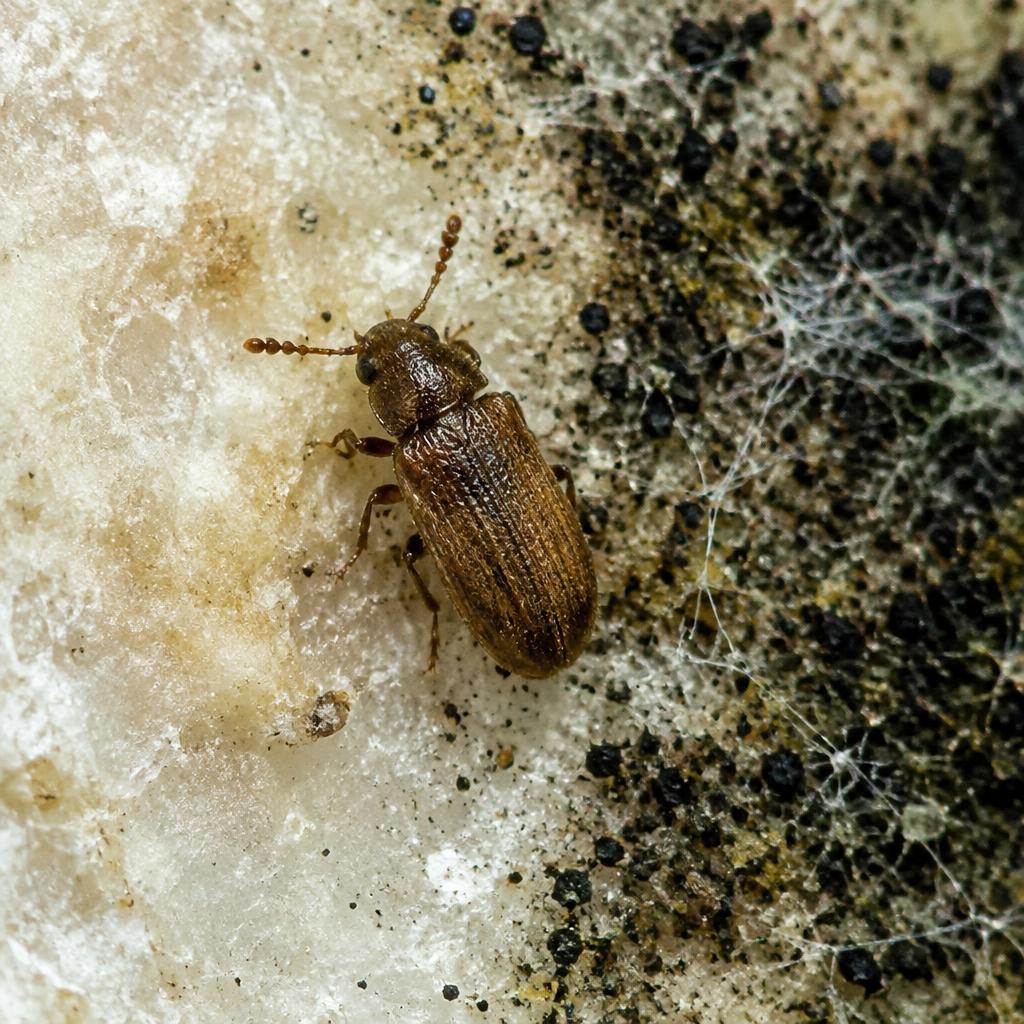 Plaster Beetle (Cartodere constricta)