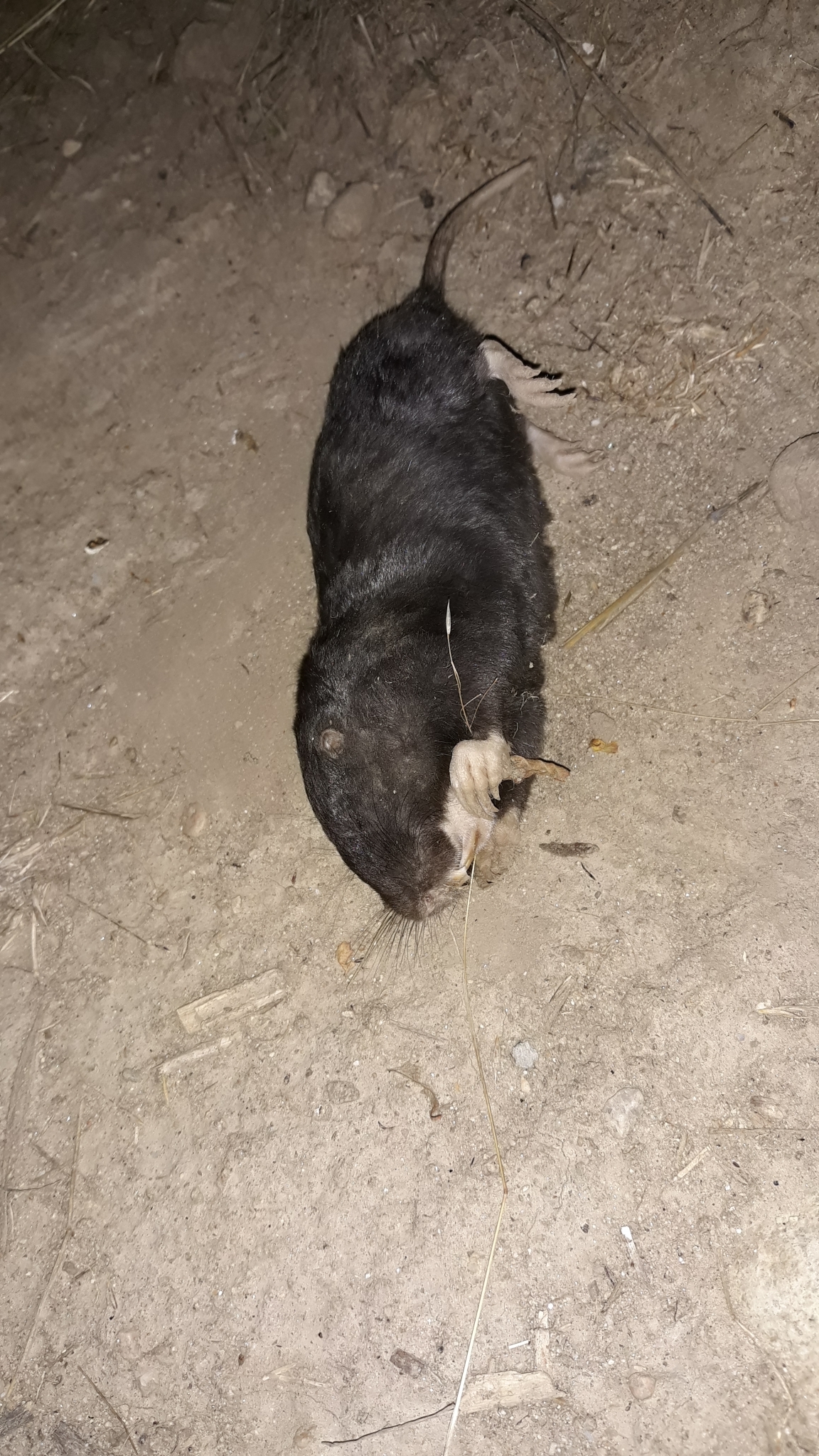Pocket Gopher (Thomomys)