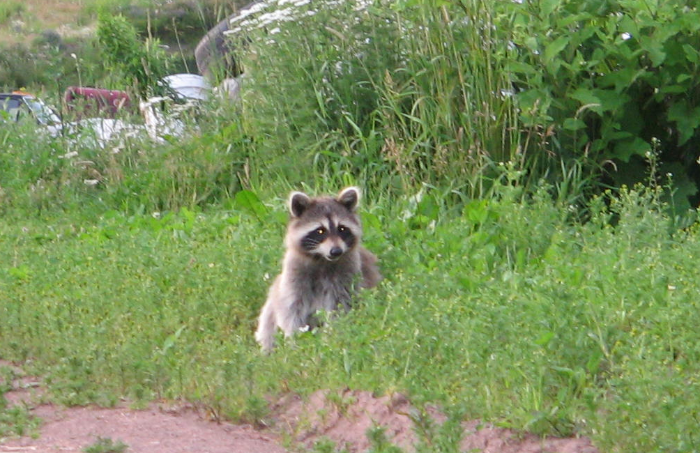 Raccoon (Procyon lotor)