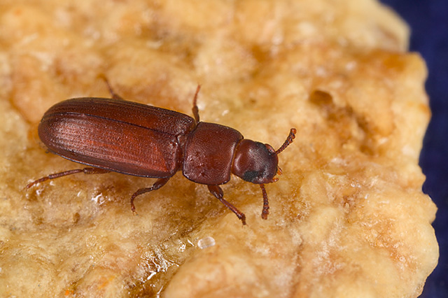 Red Flour Beetle (Tribolium castaneum)
