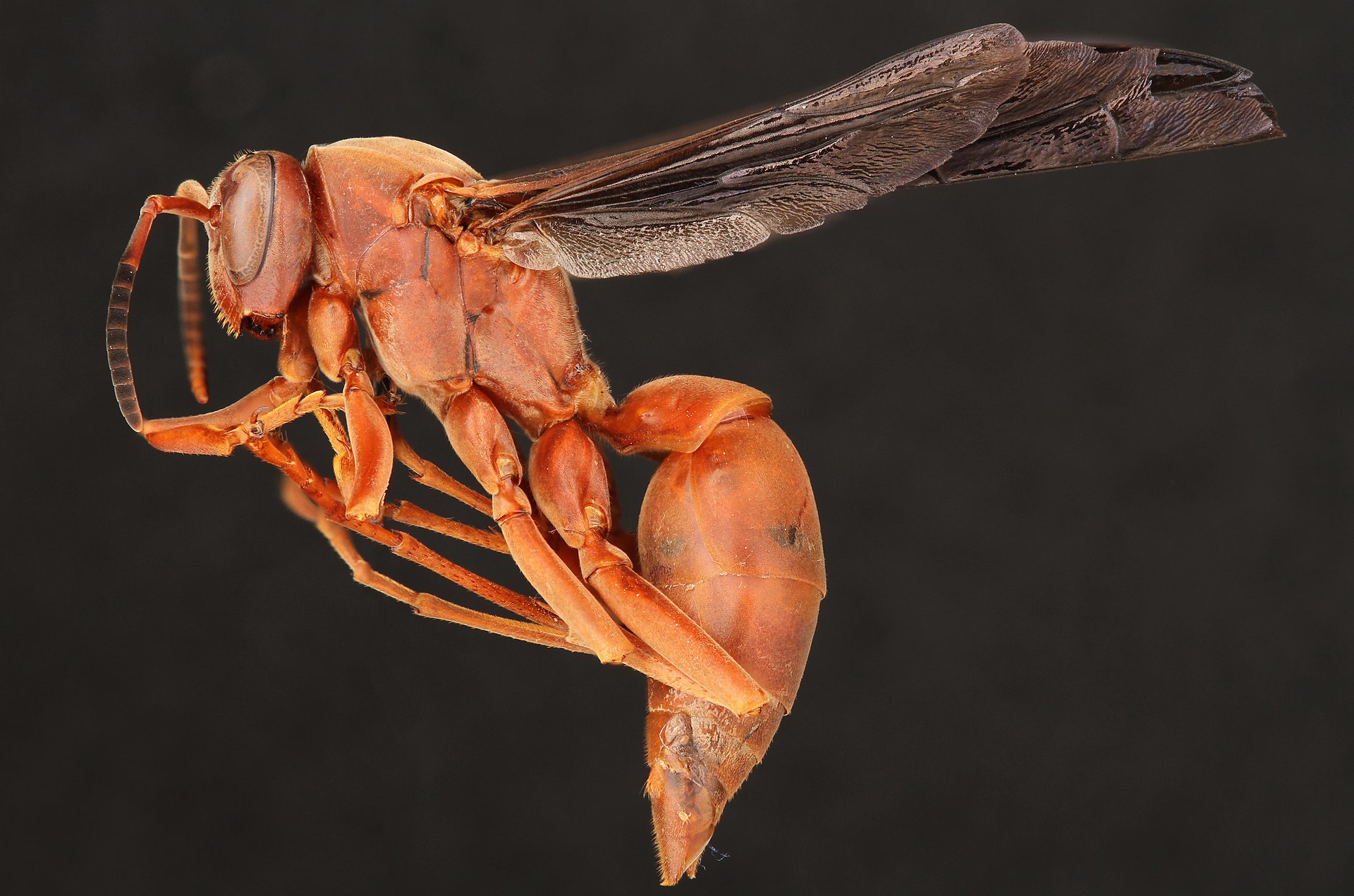 Red Paper Wasp (Polistes carolina)