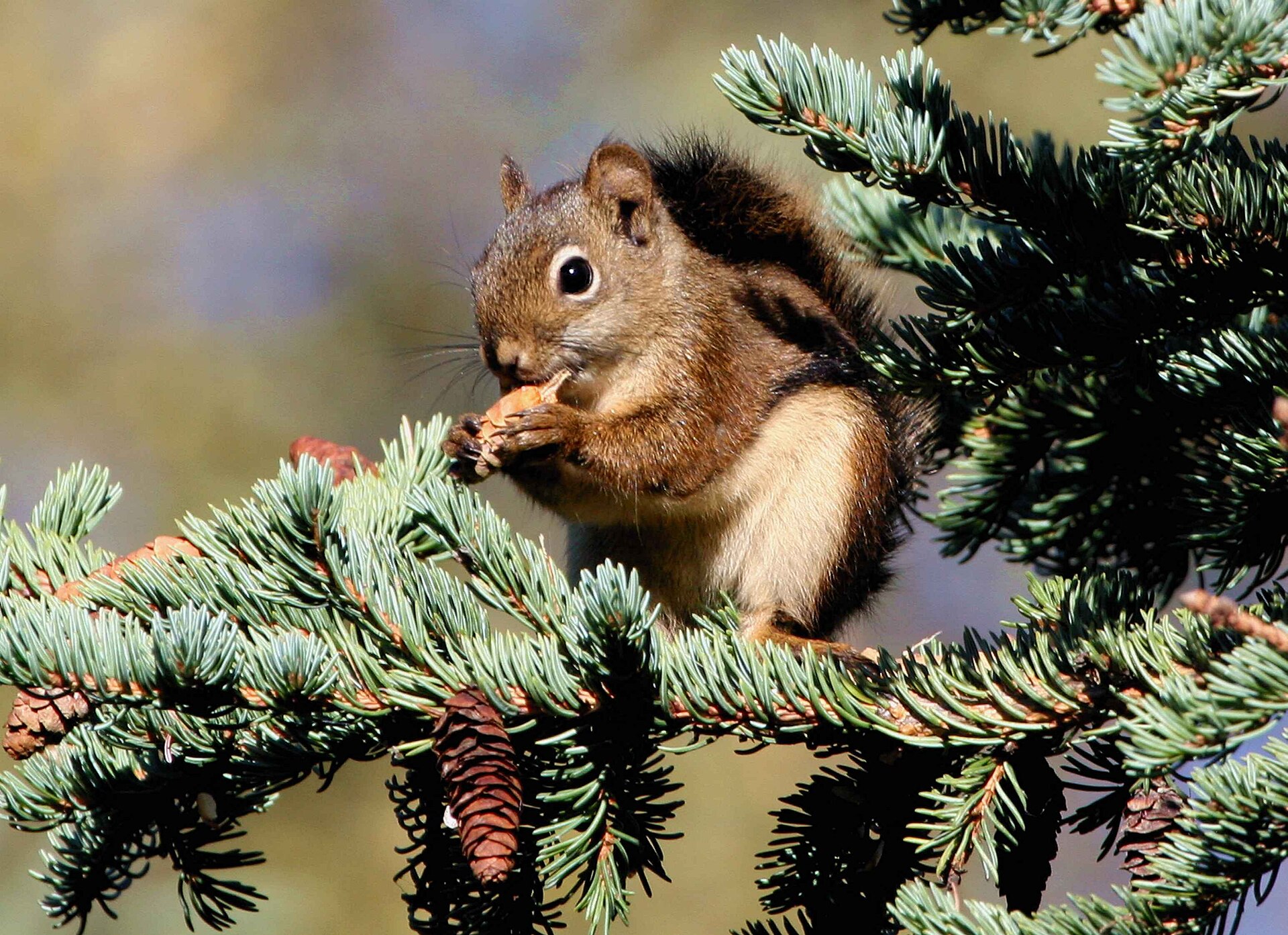 Red Squirrel (Tamiasciurus hudsonicus)