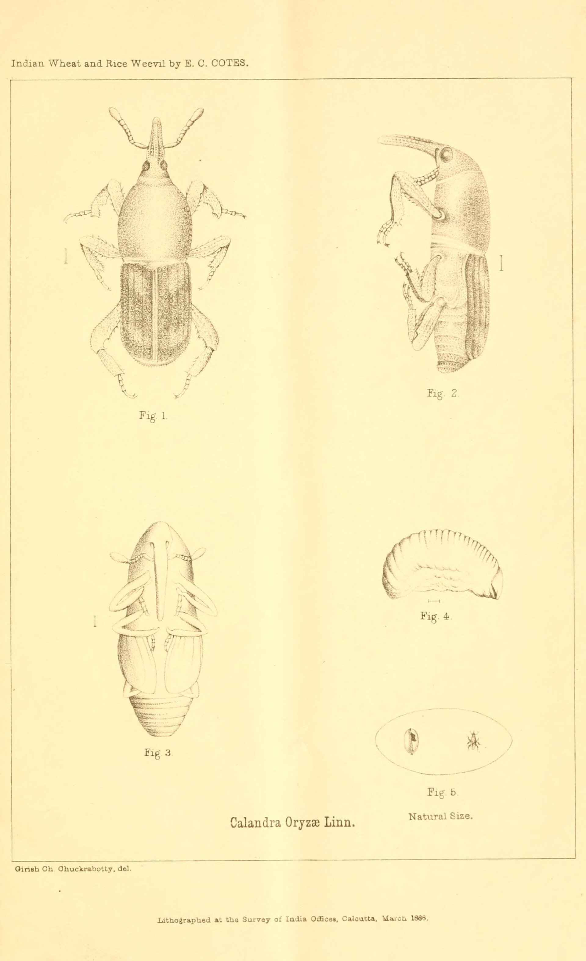 Rice Weevil (Sitophilus oryzae)