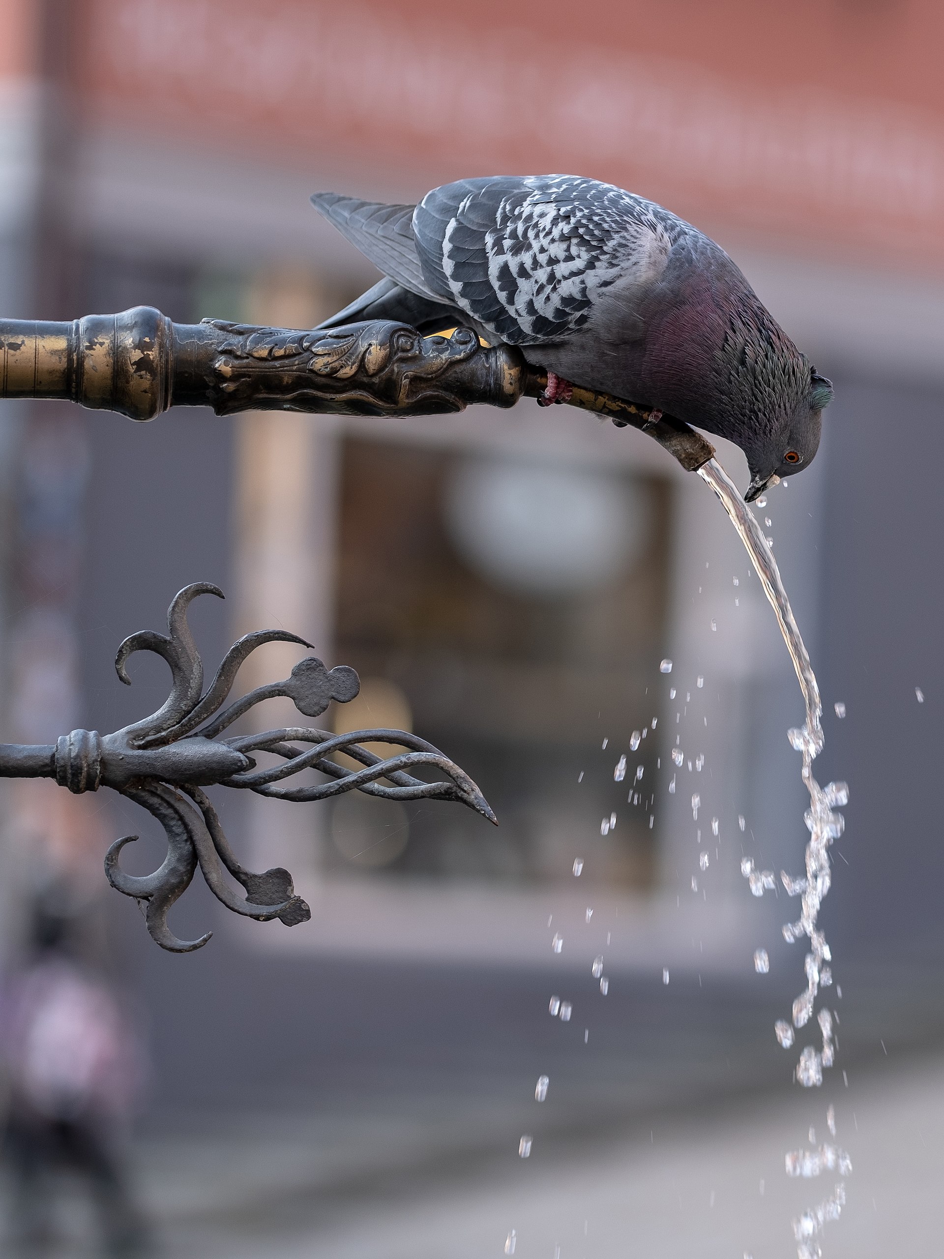 Rock Dove (Columba livia)