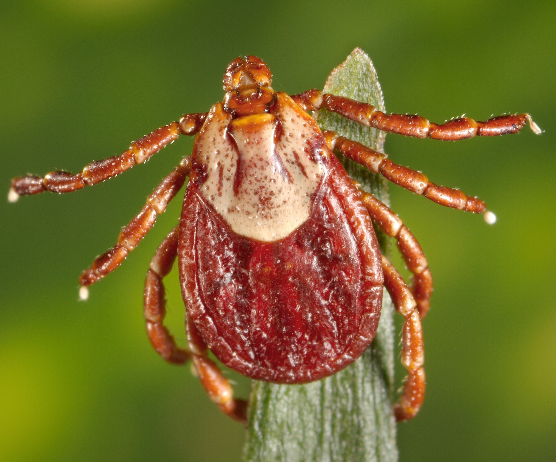 Rocky Mountain Wood Tick (Dermacentor andersoni)