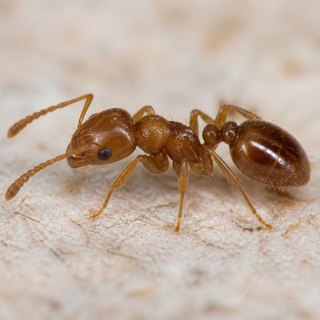 Rover Ant (Brachymyrmex patagonicus)