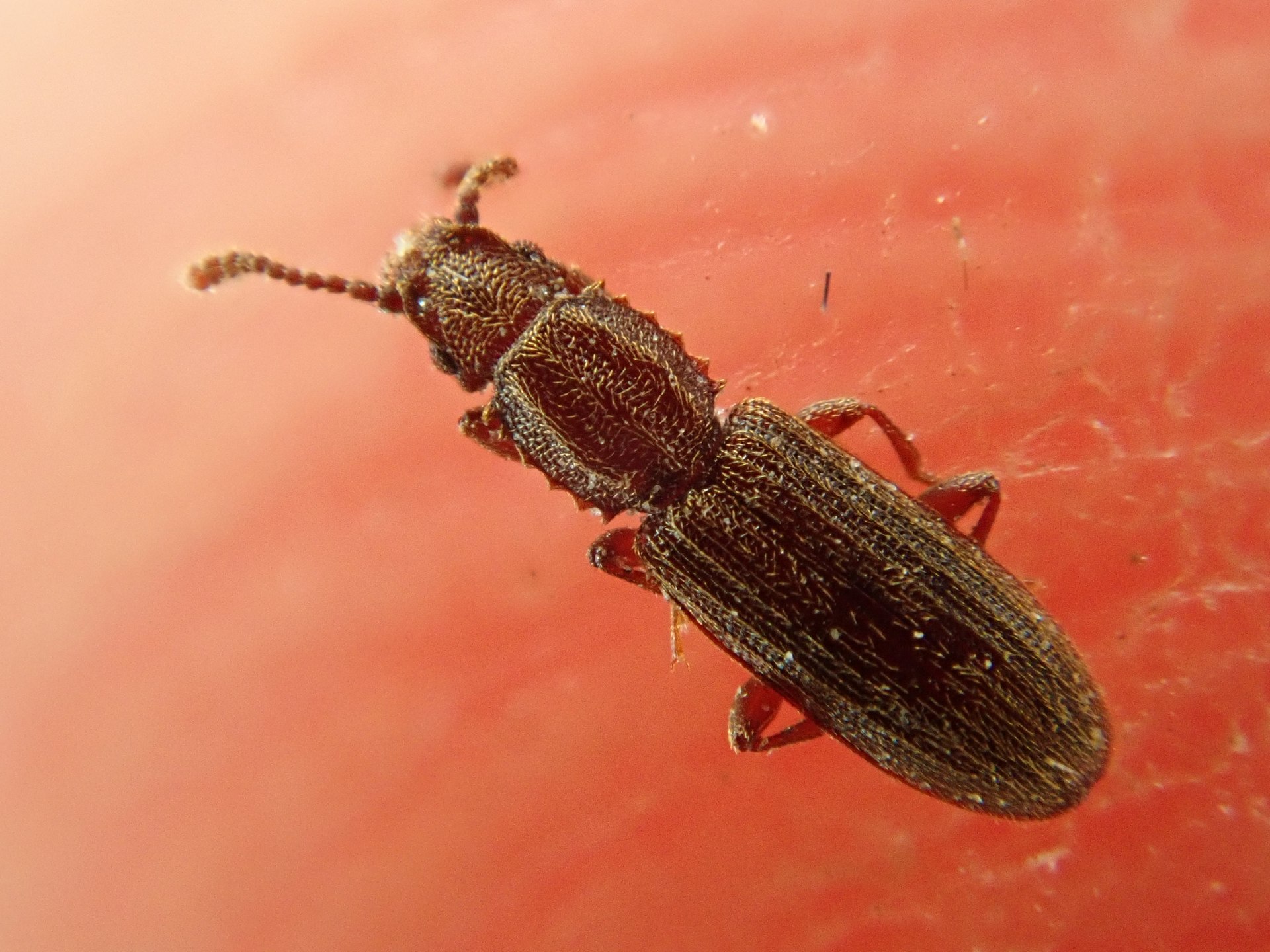 Sawtoothed Grain Beetle (Oryzaephilus surinamensis)