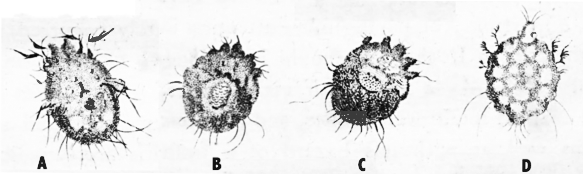 Scabies Mite (Sarcoptes scabiei)