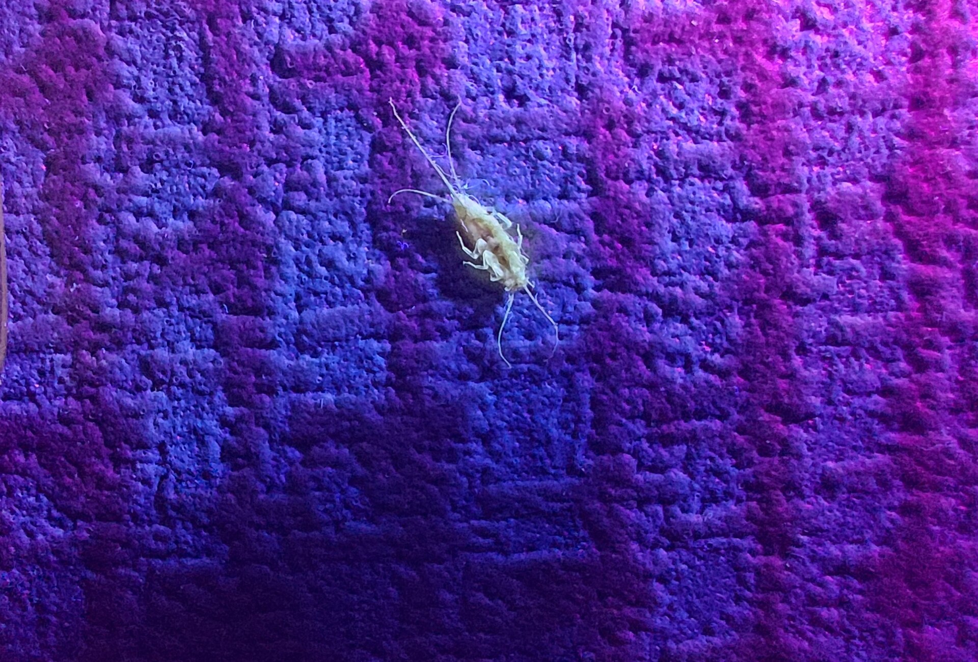 Silverfish (Lepisma saccharinum)