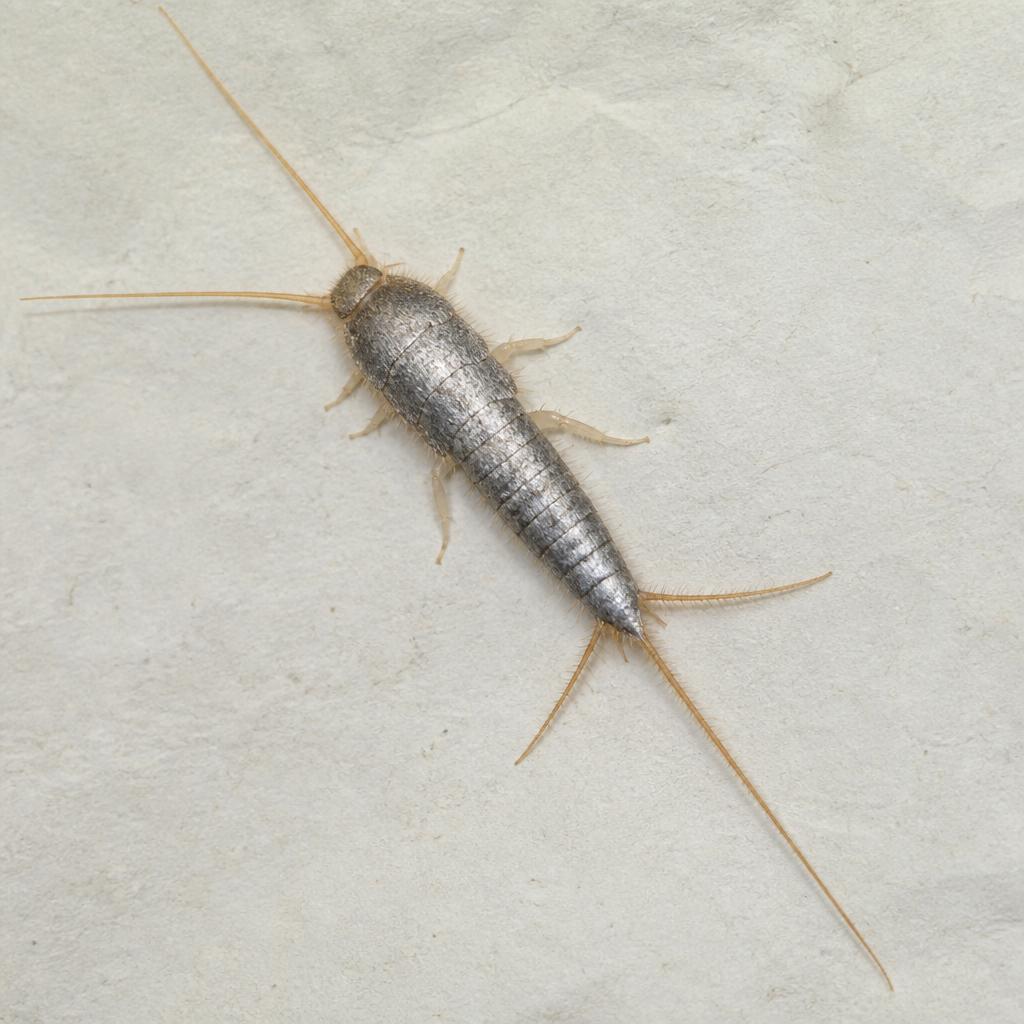 Silverfish (Lepisma saccharinum)