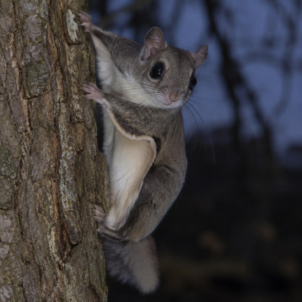 Southern Flying Squirrel (Glaucomys volans)