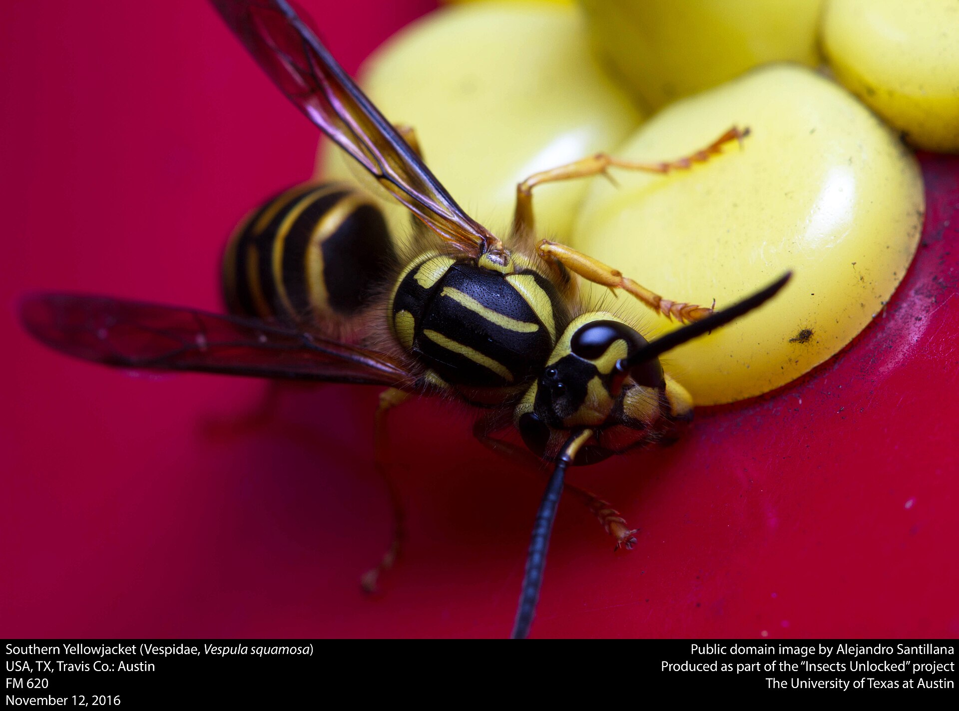 Southern Yellowjacket (Vespula squamosa)
