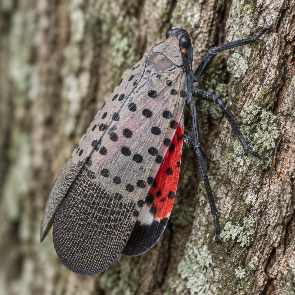 Spotted Lanternfly (Lycorma delicatula)