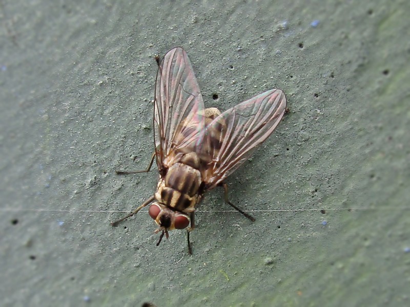 Stable Fly (Stomoxys calcitrans)