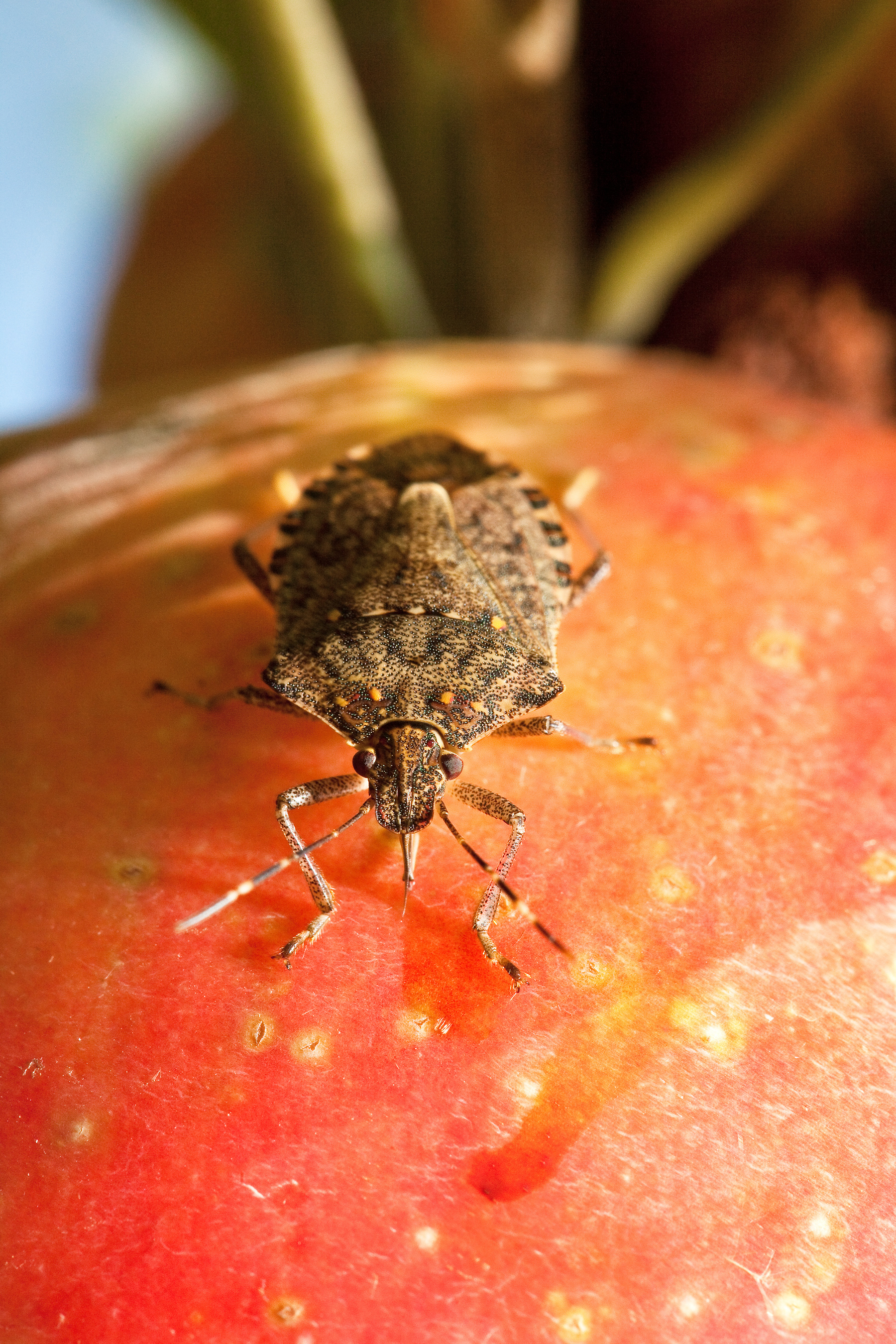 Brown Marmorated Stink Bug (Halyomorpha halys)
