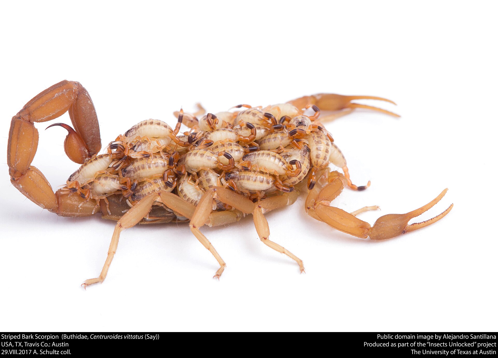 Striped Bark Scorpion (Centruroides vittatus)