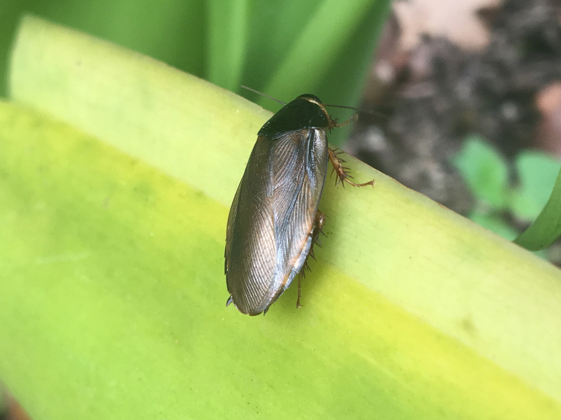Surinam Cockroach (Pycnoscelus surinamensis)