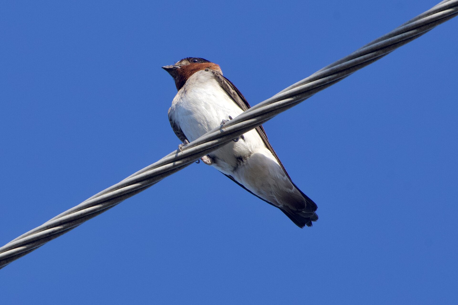 Cliff Swallow (Petrochelidon pyrrhonota)