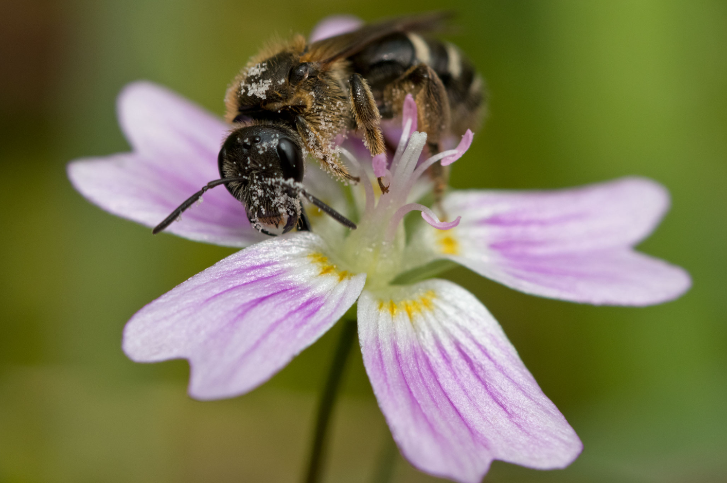 Sweat Bee (Halictidae)