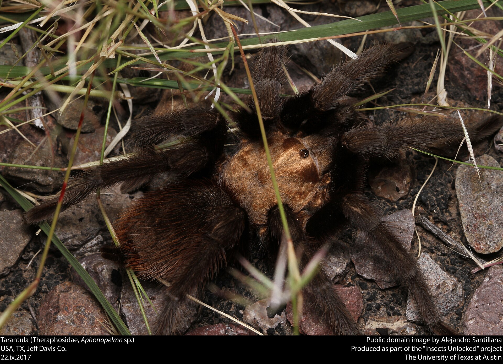 Tarantula (Aphonopelma)