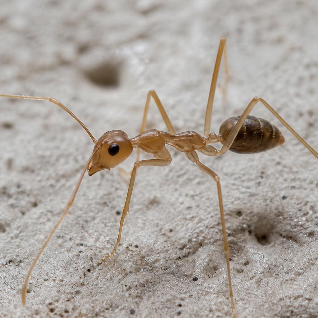 Tawny Crazy Ant (Nylanderia fulva)