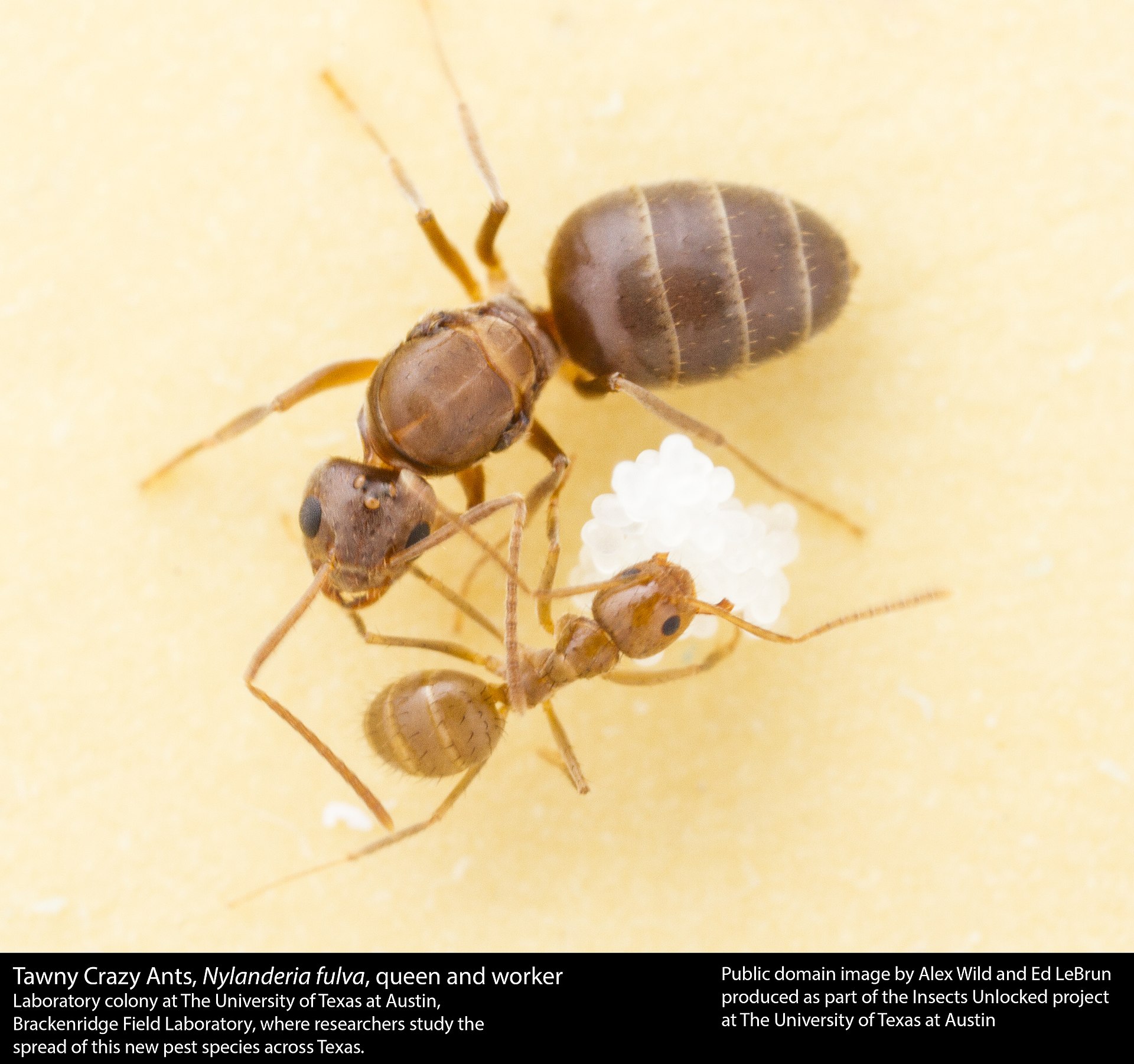 Tawny Crazy Ant (Nylanderia fulva)