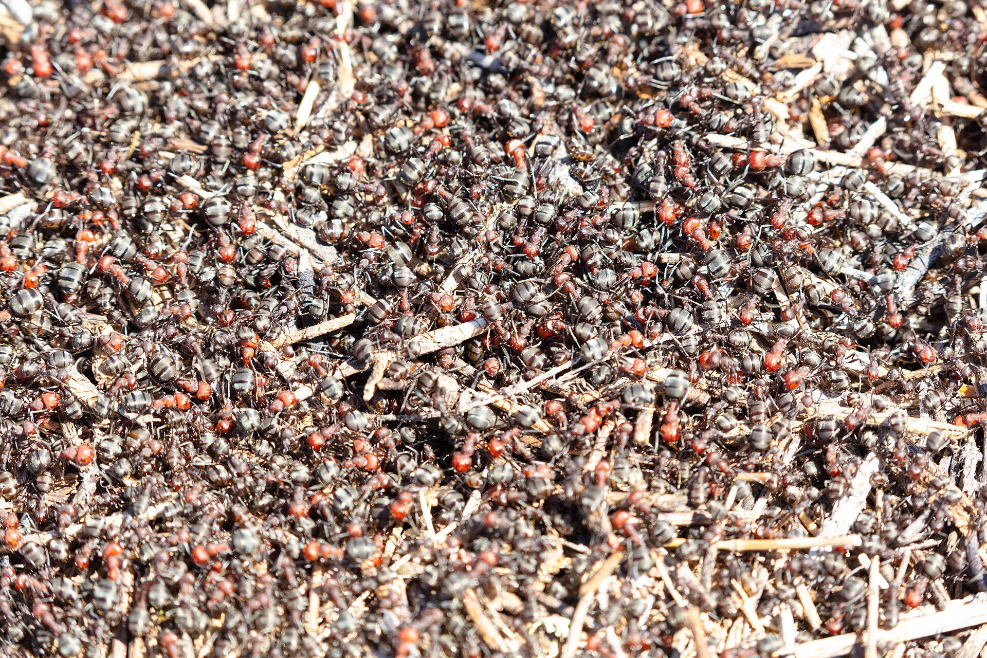 Thatching Ant (Formica obscuripes)